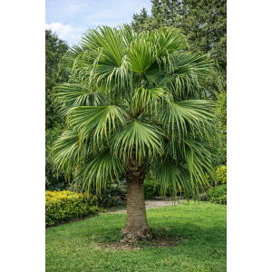Livistona čínska (Livistona Chinensis) - výška 20-30 cm, kont. C15L ( -4/-9°C) 
